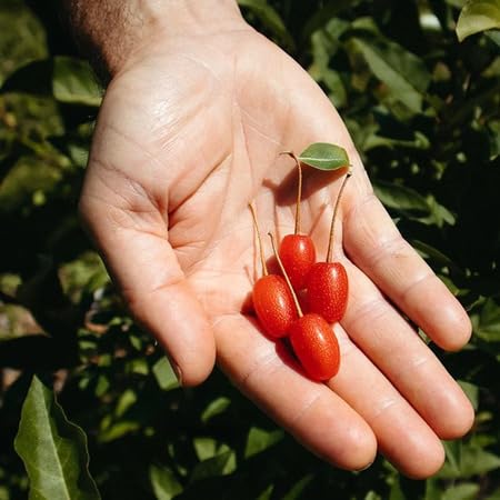 100 Stück Goumi Obstsamen 100 Stück Goumi Obstsamen von venchunio