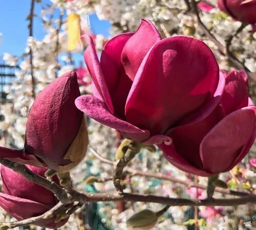 100 Stück dunkelrote Magnolienblüten 100 Stück dunkelrote Magnolienblüten von venchunio