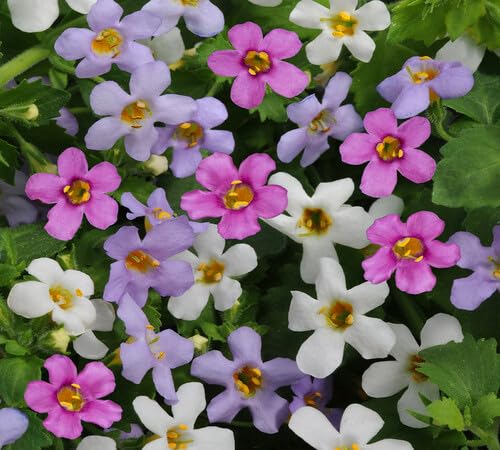 100 Stück gemischte Bacopa-Blumensamen 100 Stück gemischte Bacopa-Blumensamen von venchunio