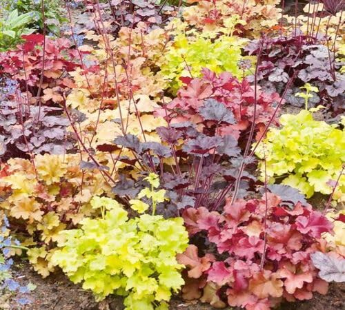 100 Stück gemischte Heuchera-Pflanzensamen 100 Stück gemischte Heuchera-Pflanzensamen von venchunio