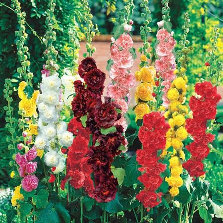 100 Stück gemischte Hollyhock-Blumensamen von venchunio
