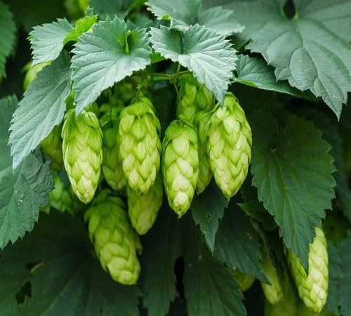 100 Stück grüne Humulus lupulus Pflanzensamen von venchunio