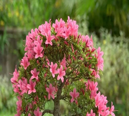 100 Stück rosa Azaleen Blumensamen 100 Stück rosa Azaleen Blumensamen von venchunio