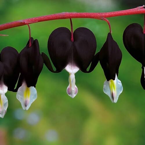 100 Stück schwarze Blutende Herzblumensamen von venchunio
