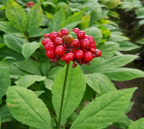 100 grüne Ginseng-Pflanzensamen 100 grüne Ginseng-Pflanzensamen von venchunio