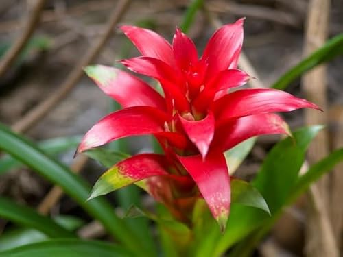 100 rote Bromelienblumensamen 100 rote Bromelienblumensamen von venchunio