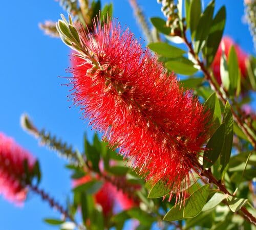 100 rote Flaschenbürsten-Blumensamen 100 rote Flaschenbürsten-Blumensamen von venchunio