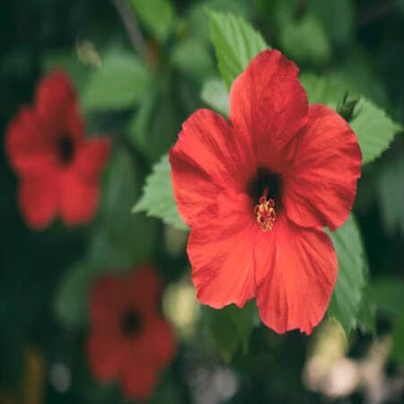 100 rote Hibiskusblütensamen 100 rote Hibiskusblütensamen von venchunio