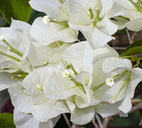 100 weiße Bougainvillea-Blumensamen von venchunio