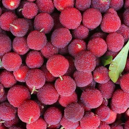 100 x Bayberryfruchtsamen von venchunio