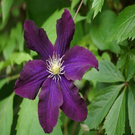 100 x Clematis-Blumensamen von venchunio