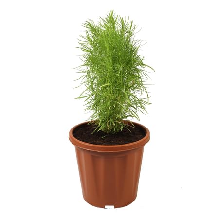 100 x Kochia-Pflanzensamen von venchunio
