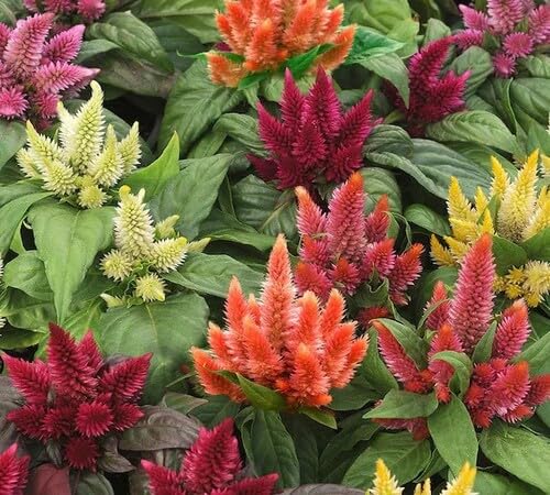 100 x gemischte Celosia-Blumensamen 100 x gemischte Celosia-Blumensamen von venchunio