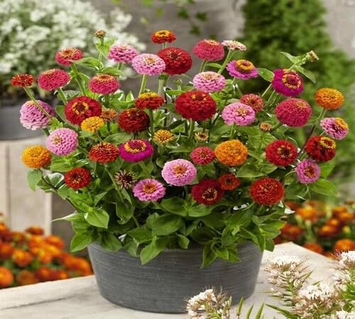 100 x gemischte Zinnia-Blumensamen von venchunio