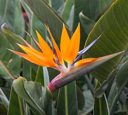 100 x grüne Strelitzia-Pflanzensamen von venchunio