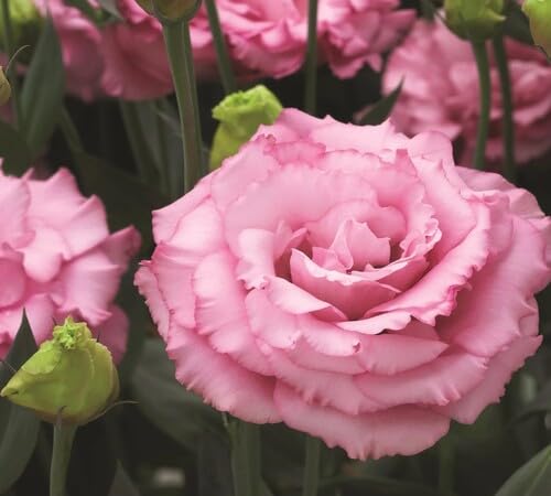 100 x rosa Eustoma-Blumensamen von venchunio