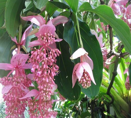 100 x rosa Medinilla-Blumensamen von venchunio