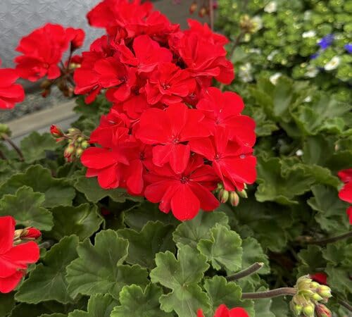 100 x rote Geranienblumensamen von venchunio