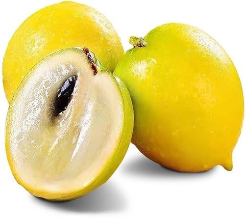 75 gelbe Abiu-Fruchtsamen 75 gelbe Abiu-Fruchtsamen von venchunio