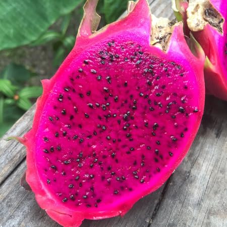 80 Stück Pitaya-Fruchtsamen 80 Stück Pitaya-Fruchtsamen von venchunio