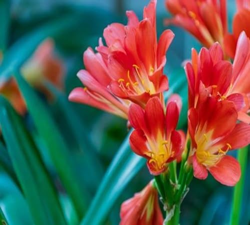 Clivia Blumensamen 100 Stück 100 Stück Rot Clivia Blumensamen 100 Stück 100 Stück Rot von venchunio