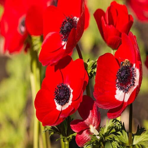 Frische Anemonenblumensamen 100 Stück 100 Stück Rot Frische Anemonenblumensamen 100 Stück 100 Stück Rot von venchunio