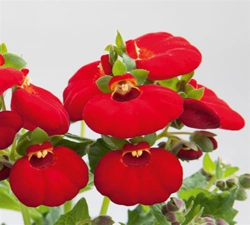 Frische CalceolariaBlumensamen 100 Stück 100 Stück rot Frische CalceolariaBlumensamen 100 Stück 100 Stück rot von venchunio