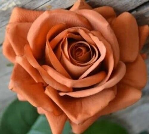 Frische neue Rosenblumensamen braun 100 Stück frisch Frische neue Rosenblumensamen braun 100 Stück frisch von venchunio