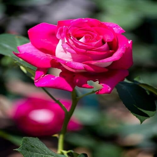 Mehrjährige 100 Stück neue frische neue frische neue Rosenblumensamen 100 Stück rosa Mehrjährige 100 Stück neue frische neue frische neue Rosenblumensamen 100 Stück rosa von venchunio