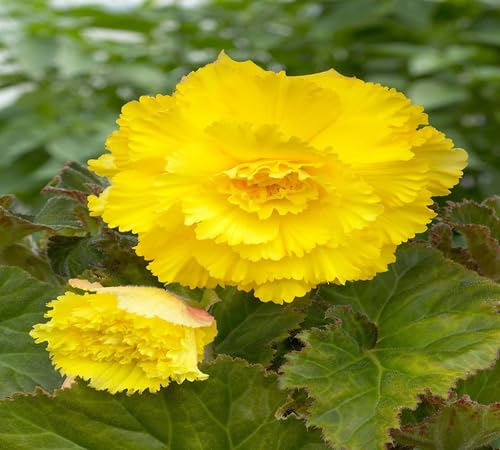 Neu Frische 100 stücke Frische Gelbe Begonie Blumensamen 100 stücke Neu Frische 100 stücke Frische Gelbe Begonie Blumensamen 100 stücke von venchunio
