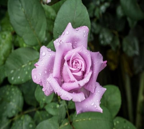 Neu Frische 100 stücke Neue Frische Neue Gaint Neue Neue Frische Rose Blumensamen 100 stücke Lila Neu Frische 100 stücke Neue Frische Neue Gaint Neue Neue Frische Rose Blumensamen 100 stücke Lila von venchunio