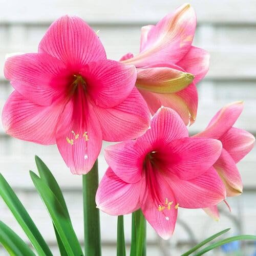 Neu Frische Amaryllis Blumensamen 100pcs100pcs Rosa Neu Frische Amaryllis Blumensamen 100pcs100pcs Rosa von venchunio