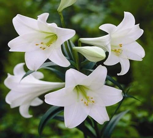 Neu Frische Amaryllis Blumensamen 100pcs100pcs Weiß Neu Frische Amaryllis Blumensamen 100pcs100pcs Weiß von venchunio