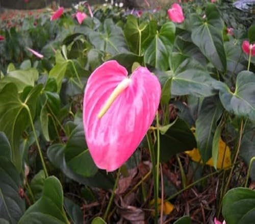 Neu Frische Anthurium Blumensamen 100pcs100pcs Rosa Neu Frische Anthurium Blumensamen 100pcs100pcs Rosa von venchunio