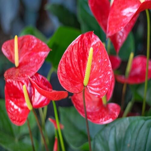 Neu Frische Anthurium Blumensamen 100pcs100pcs Rot Neu Frische Anthurium Blumensamen 100pcs100pcs Rot von venchunio