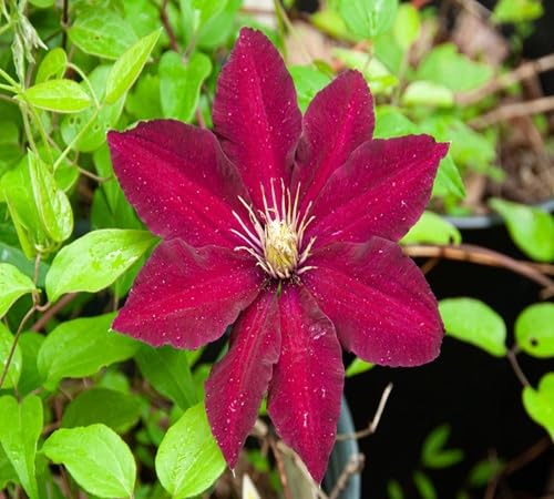 Neu Frische Clematis Blumensamen 100pcs100pcs Marron Neu Frische Clematis Blumensamen 100pcs100pcs Marron von venchunio