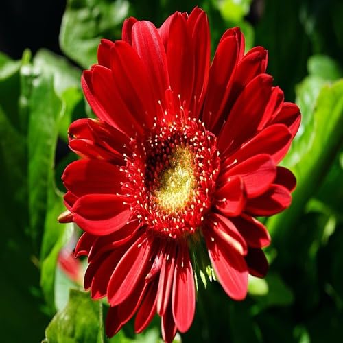 Neu Frische Daisy Blumensamen 100 stücke 100 stücke Rot Für Gartenarbeit Neu Frische Daisy Blumensamen 100 stücke 100 stücke Rot Für Gartenarbeit von venchunio