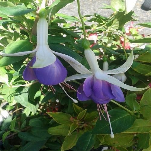 Neu Frische Fuchsia Blumensamen 100pcs100pcs Lavendel Neu Frische Fuchsia Blumensamen 100pcs100pcs Lavendel von venchunio