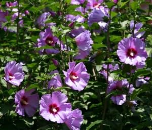 Neu Frische Hibiskusblütensamen 100 Stück Lavendel für den Anbau Neu Frische Hibiskusblütensamen 100 Stück Lavendel für den Anbau von venchunio