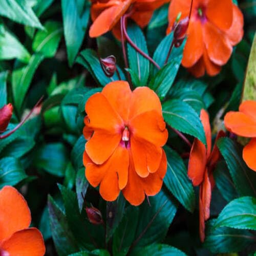 Neu Frische Impatiens Blumensamen 100pcs100pcs Orange Neu Frische Impatiens Blumensamen 100pcs100pcs Orange von venchunio