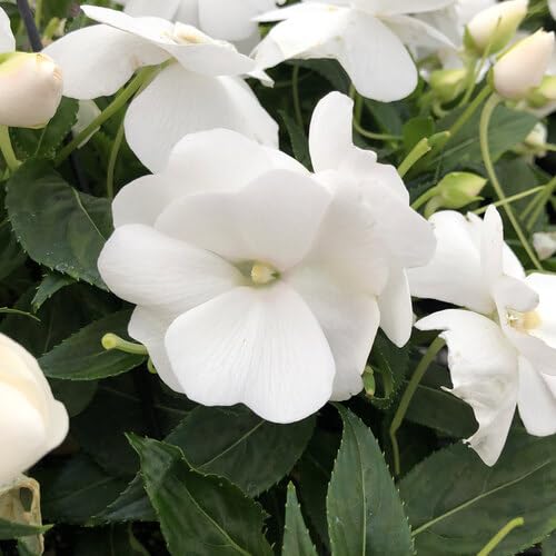 Neu Frische Impatiens Blumensamen 100pcs100pcs Weiß Neu Frische Impatiens Blumensamen 100pcs100pcs Weiß von venchunio