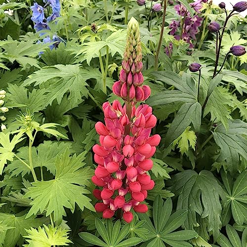 Neu Frische Lupine Blumensamen 100 stücke 100 stücke Rot Neu Frische Lupine Blumensamen 100 stücke 100 stücke Rot von venchunio