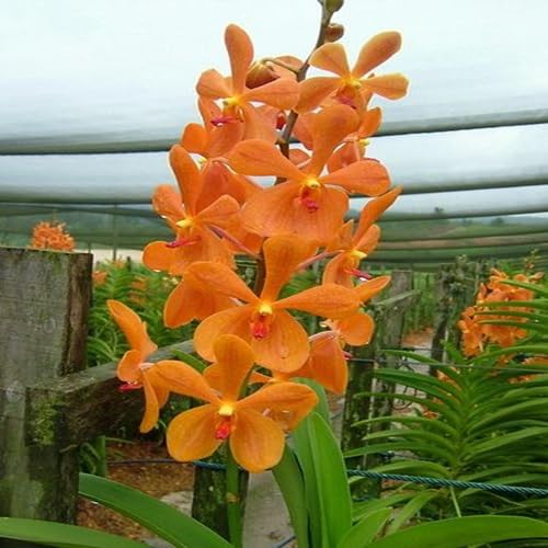 Neu Frische Orchidee Blumensamen 100 stücke Frische Orange Neu Frische Orchidee Blumensamen 100 stücke Frische Orange von venchunio
