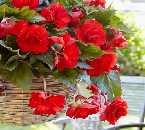 Neu Neue Frische 100 stücke Neue Frische Rote Begonie Blumensamen Neu Neue Frische 100 stücke Neue Frische Rote Begonie Blumensamen von venchunio