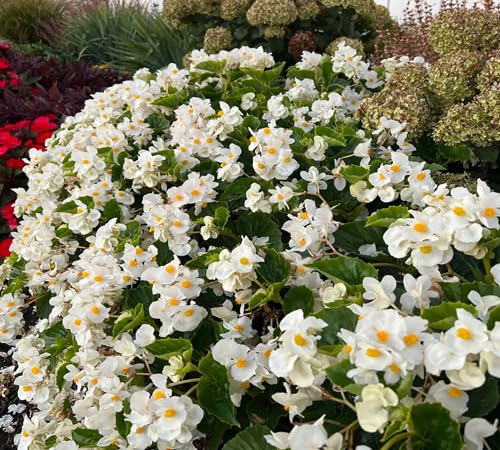 Neu Neue Frische 100 stücke Neue Frische Weiße Begonie Blumensamen von venchunio