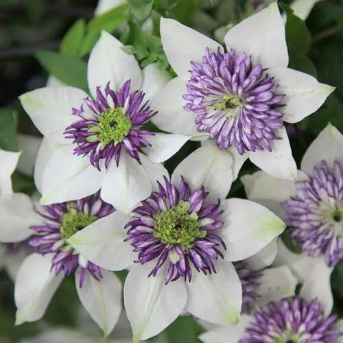 Neu Neue Frische Clematis Blumensamen 100 stücke 100 stücke Weiß Neu Neue Frische Clematis Blumensamen 100 stücke 100 stücke Weiß von venchunio