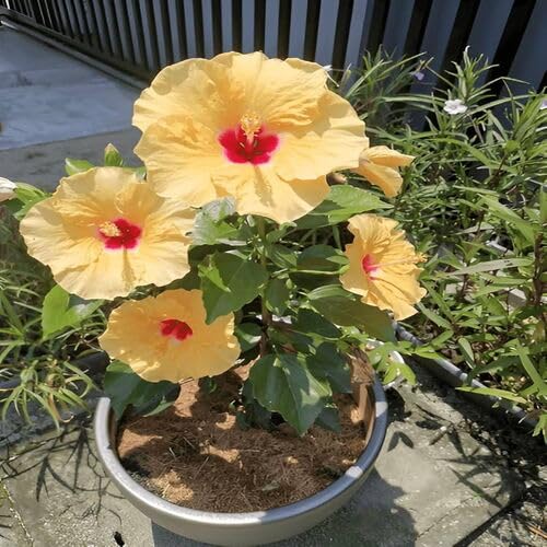 Neu Neue Frische Hibiscus Blumensamen 100 stücke Gelb Für Neu Neue Frische Hibiscus Blumensamen 100 stücke Gelb Für von venchunio
