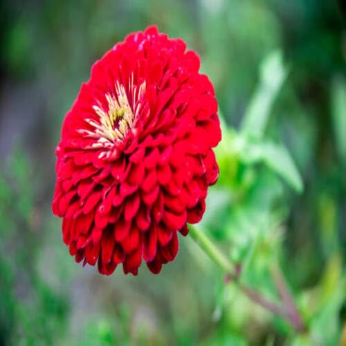 Neu Neue Frische Zinnia Blumensamen 100 stücke 100 stücke Neu Neue Frische Zinnia Blumensamen 100 stücke 100 stücke von venchunio