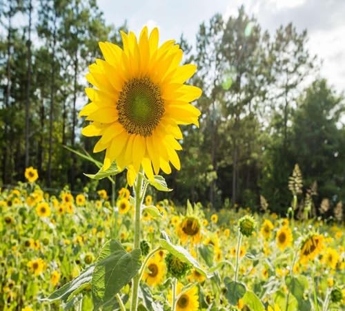 Neu Riesen-Sonnenblumenkerne 100 Stück Gelb Neu Riesen-Sonnenblumenkerne 100 Stück Gelb von venchunio