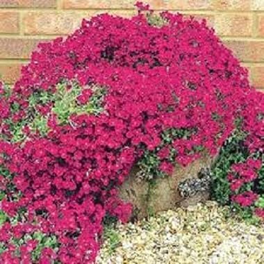 Neue, frische 80 Stück Kriechender Thymian-Blumensamen Neue, frische 80 Stück Kriechender Thymian-Blumensamen von venchunio